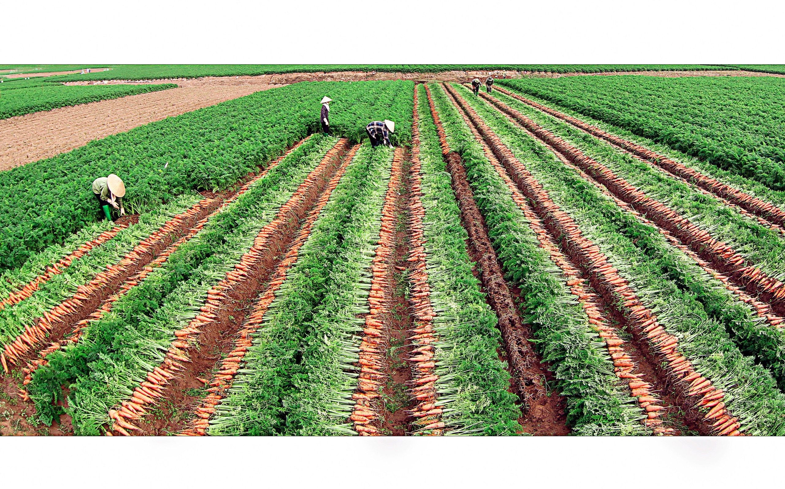 Cánh đồng sản xuất cà rốt xuất khẩu ở xã Đức Chính-Cẩm Giàng