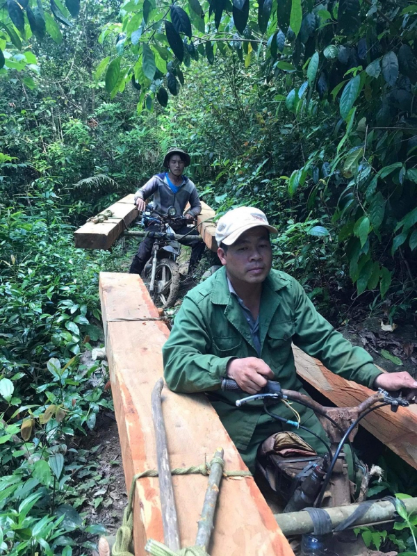 Gia Lai: Khai thác gỗ trái phép hai đối tượng bị khởi tố