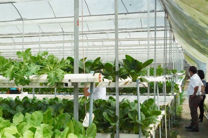 Nông dân tại tỉnh Bình Thuận ứng dụng công nghệ cao để trồng rau thủy canh giúp nông dân thoát nghèo. Ảnh: Nguyễn Hoàng