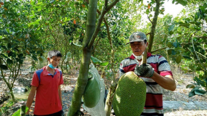 Đồng bằng sông Cửu Long: Trái cây được mùa nhưng không được giá