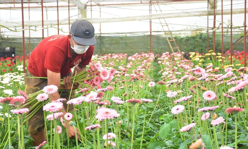 Giá hoa tại Đà Lạt tăng cao do mưa nhiều