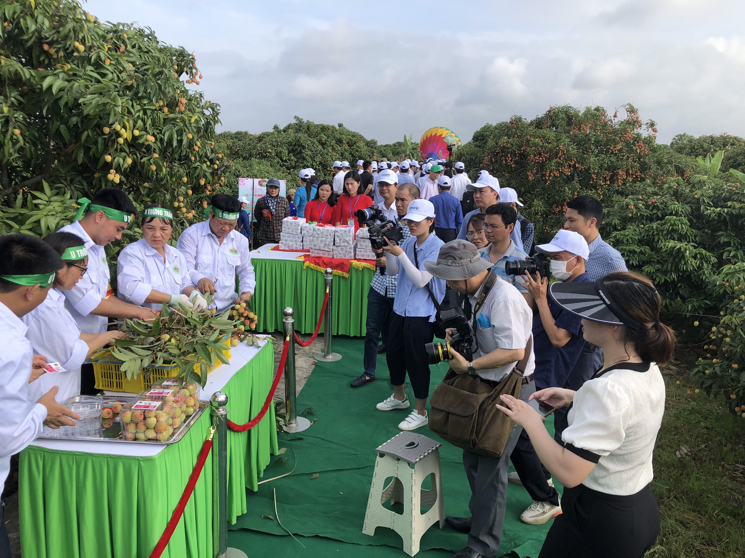 Hội thi thu hoạch vải xuất khẩu tại xã Thanh Quang, huyện Thanh Hà.