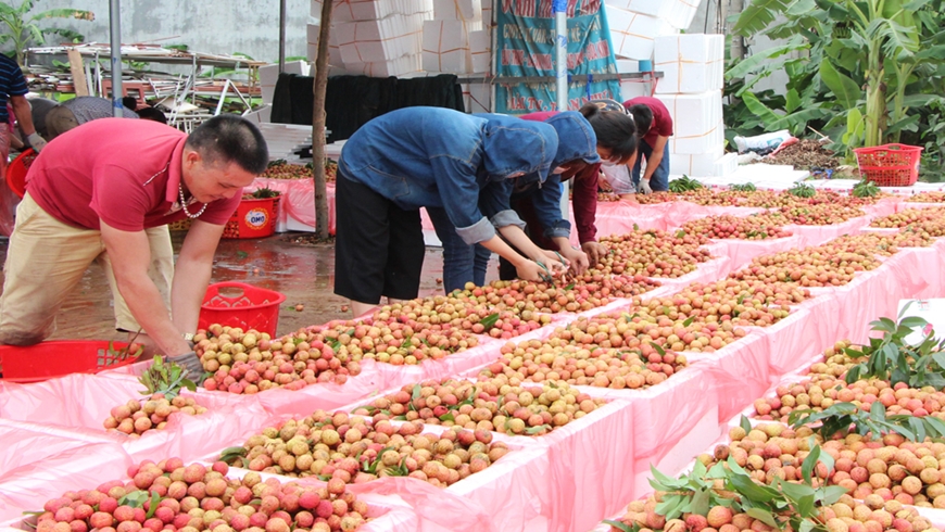 Vải thiều Bắc Giang được mùa  Ảnh: VĂN THƯƠNG