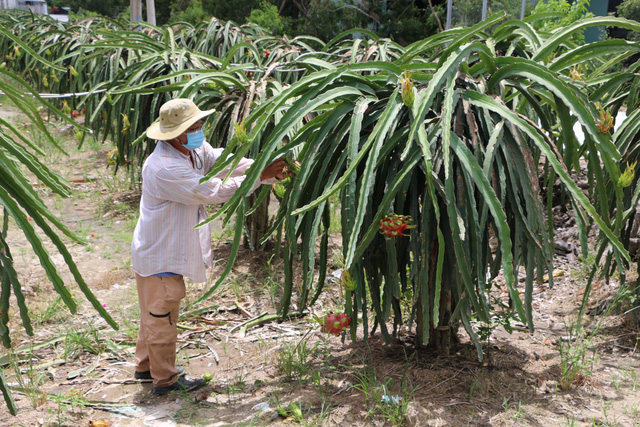 Tại tỉnh Bình Thuận, từ đầu năm đến nay, diện tích thanh long ở tỉnh này đã giảm hơn 900 ha