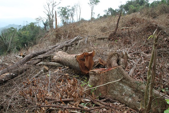 Hiện trường khu vực rừng bị chặt phá tại xã Đakrông, huyện Đakrông