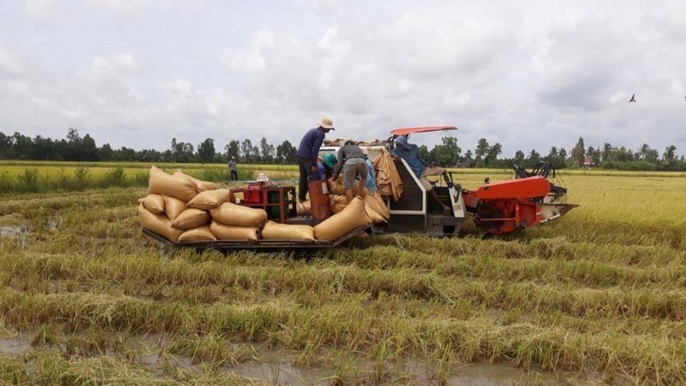 Giá lúa gạo ngày 10/6: Giá lúa gạo tăng lên 200 đồng/kg