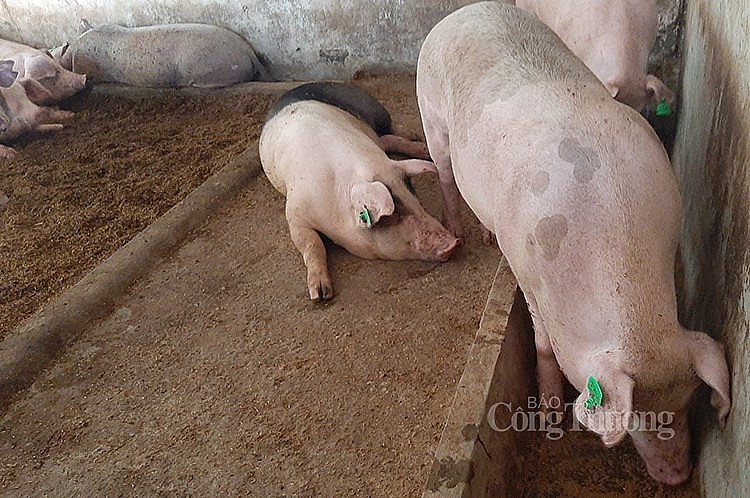 Giá lợn hơi ngày 22/6: Giá lợn hơi tiếp tục đi ngang và giảm nhẹ từ 1.000 – 2.000 đồng/kg