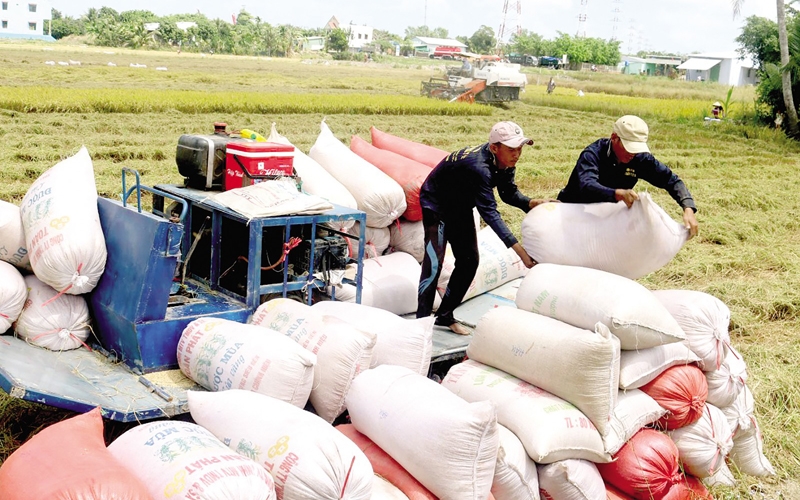 Giá lúa gạo ngày 22/6: Gạo 100% tấm xuất khẩu tăng 5 USD/tấn