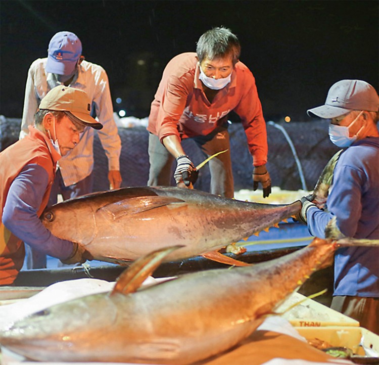 Xuất khẩu cá ngừ Việt Nam sang Canada tiếp tục tăng trưởng