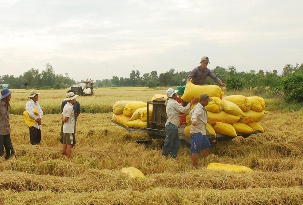 Giá lúa gạo ngày 27/6 có nhiều biến động trái chiều