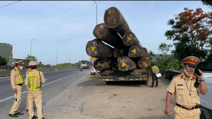 Tạm giữ xe đầu kéo chở hơn 83m3 gỗ lim từ Hải Phòng vào TP. Hồ Chí Minh