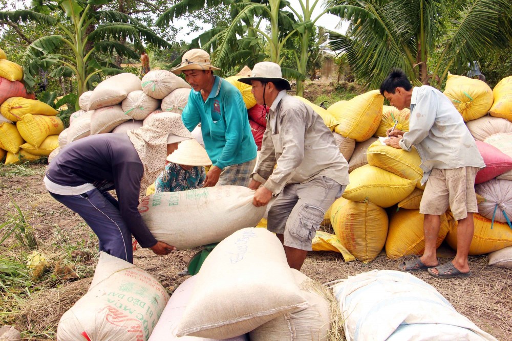 Giá gạo nguyên liệu ngày 3/6 tăng nhẹ