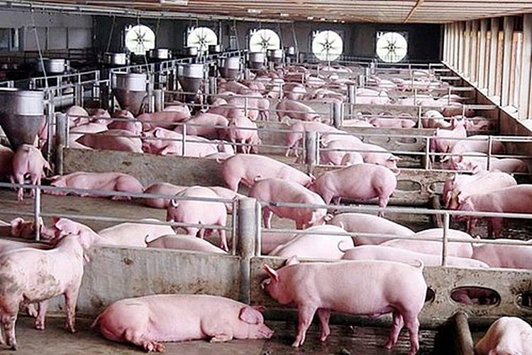 Giá lợn hơi ngày 30/6: Giá lợn hơi trong nước điều chỉnh tăng từ 1.000 – 3.000 đồng/kg