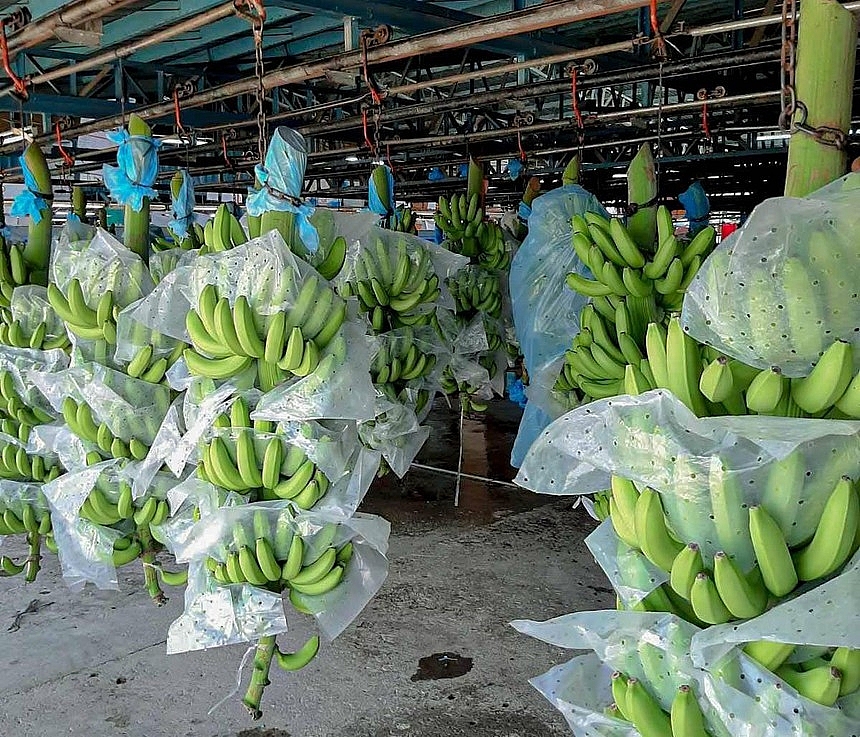 Trung Quốc tăng nhập khẩu trái chuối từ Việt Nam