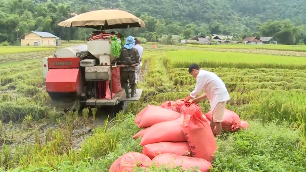 Ngày 12/7 giá lúa nếp tăng 200 – 300 đồng/kg