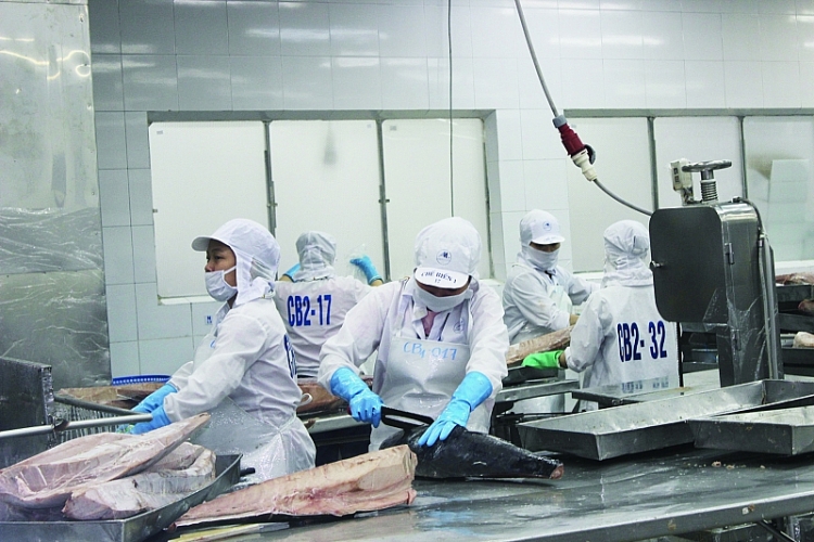 Dự kiến tổng kim ngạch xuất khẩu cá ngừ sẽ đạt 1,1 tỷ USD