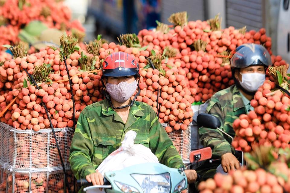 Bắc Giang: Doanh thu vải thiều đạt trên 6.780 tỷ đồng