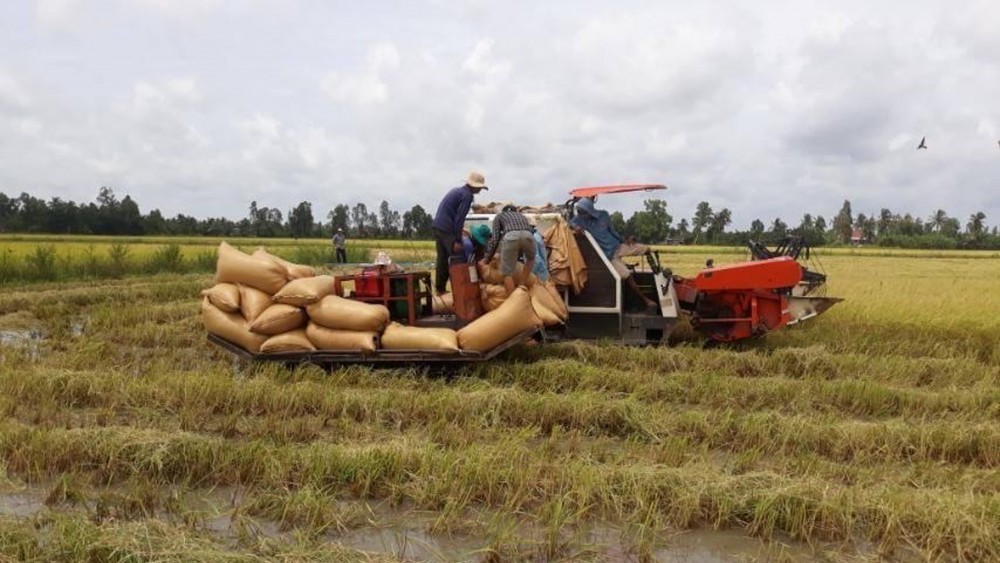 Ngày 26/7, giá gạo xuất khẩu Việt Nam cao hơn Thái Lan