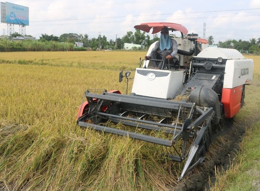 Giá gạo tăng nhẹ trở lại