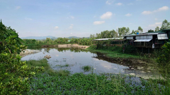Đồng Nai: Xử phạt 590 triệu đồng trang trại nuôi heo gây ô nhiễm môi trường