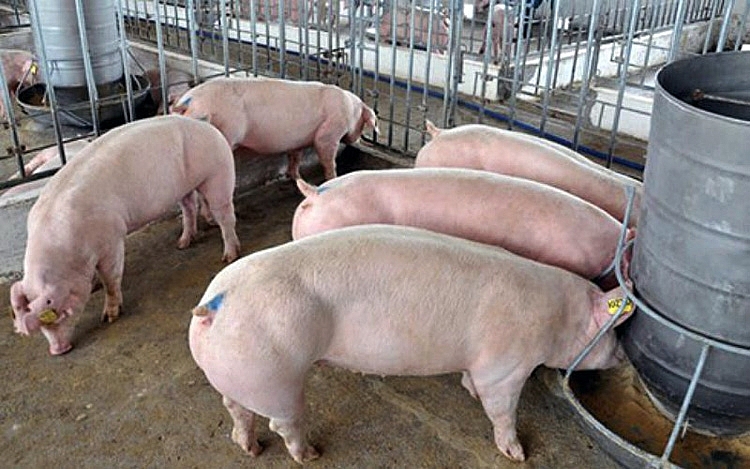 Giá lợn hơi ​ngày 7/7: Giá lợn hơi đồng loạt tăng giá cao ở mức 5.000 đồng/kg