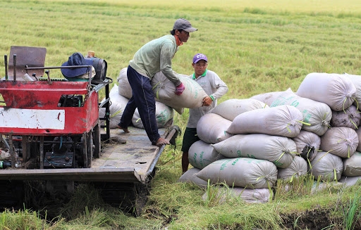 Giá lúa gạo ngày 7/7: Các mặt hàng phụ phẩm tăng 50 đồng/kg