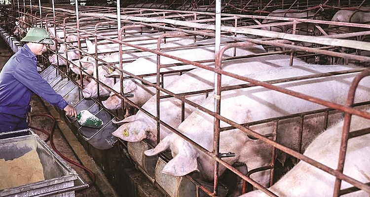Giá lợn hơi hôm nay tăng trở lại 70.000 đồng/kg