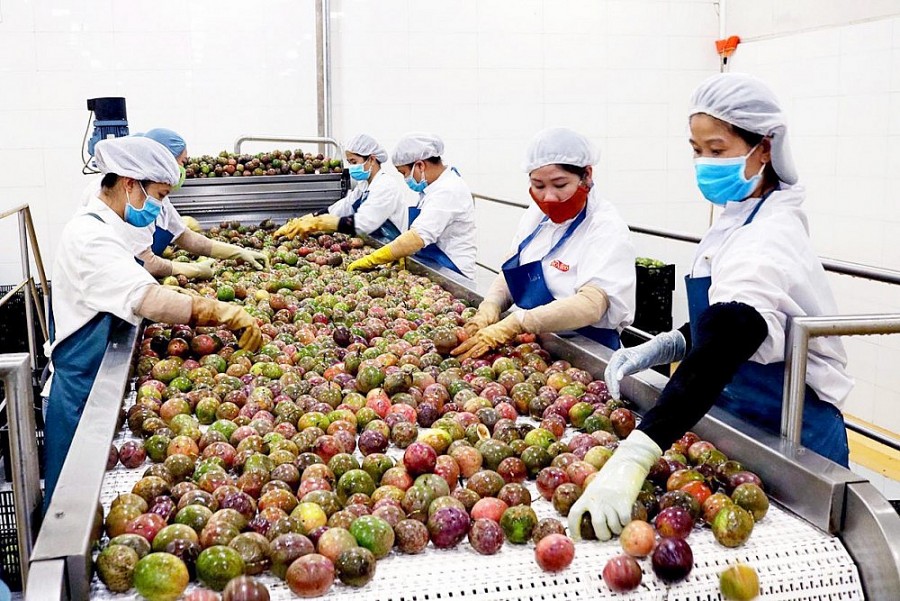 Trung Quốc chính thức đồng ý nhập khẩu quả chanh leo Việt Nam