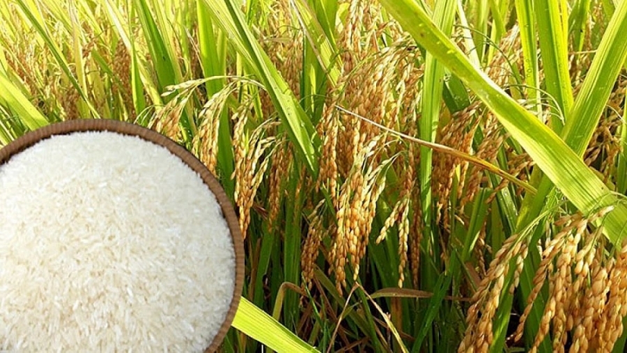 Ngày 14/7 giá lúa tươi giảm 50 - 200 đồng/kg vì chất lượng lúa giảm do mưa nhiều