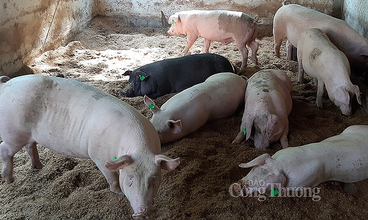 Ngày 25/7, giá lợn hơi tăng nhẹ từ 1.000 - 2.000 đồng/kg