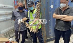 Hải quan thành phố Hồ Chí Minh: Xương hổ, báo được giấu trong lô hàng vỏ ốc