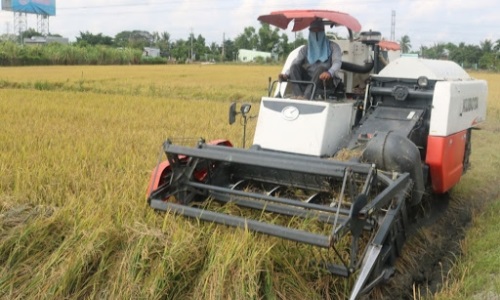 Giá lúa giảm nhẹ tại các tỉnh Đồng bằng sông Cửu Long